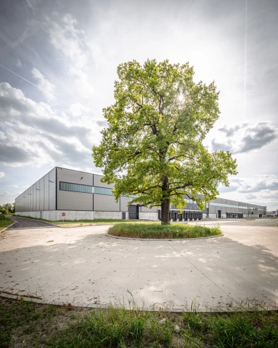 Baum vor Halle